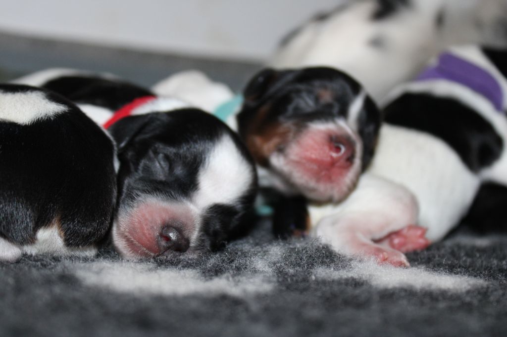 chiot Epagneul Breton Des Trois Prés