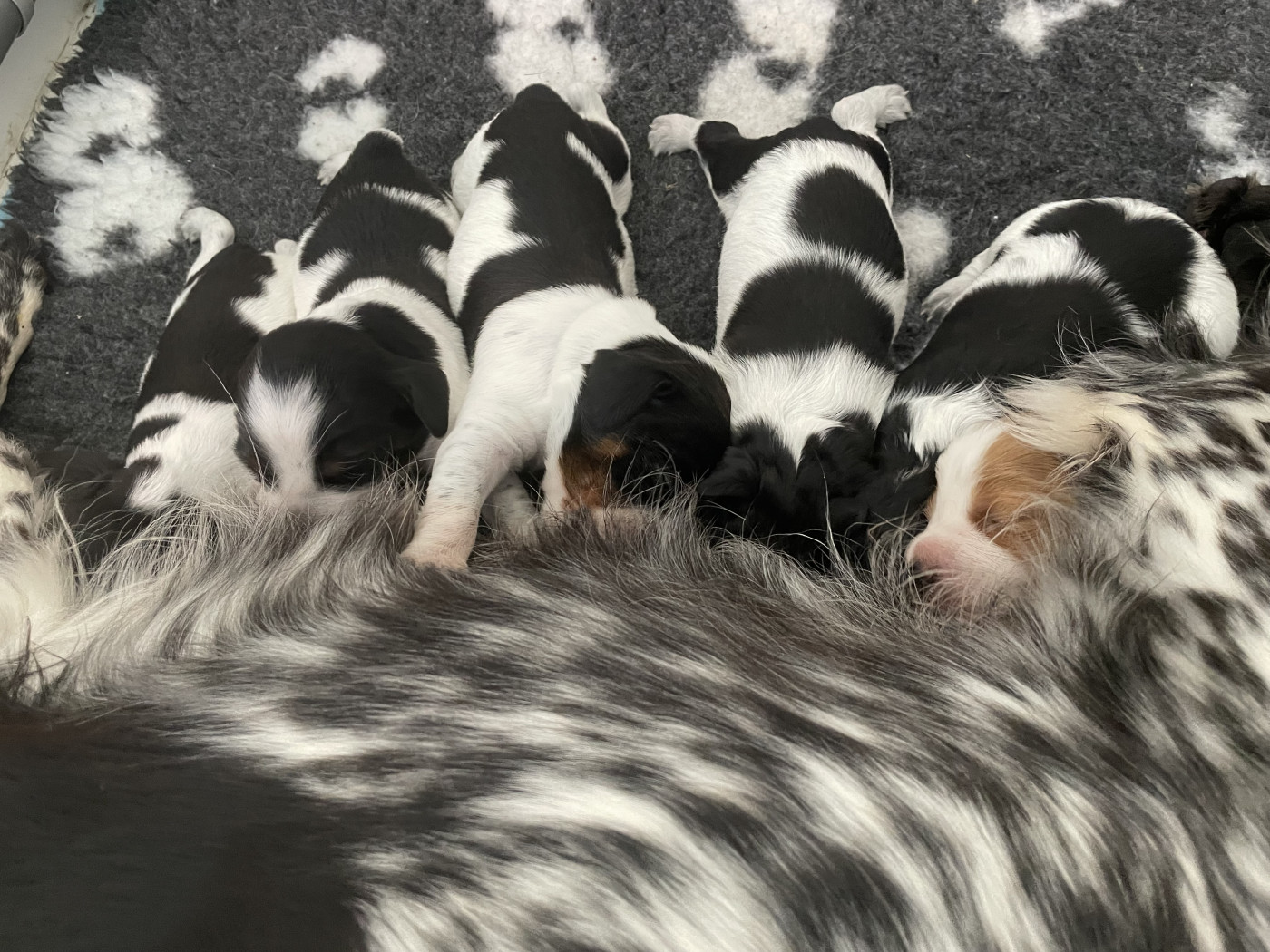 Chiot Epagneul Breton Des Trois Prés