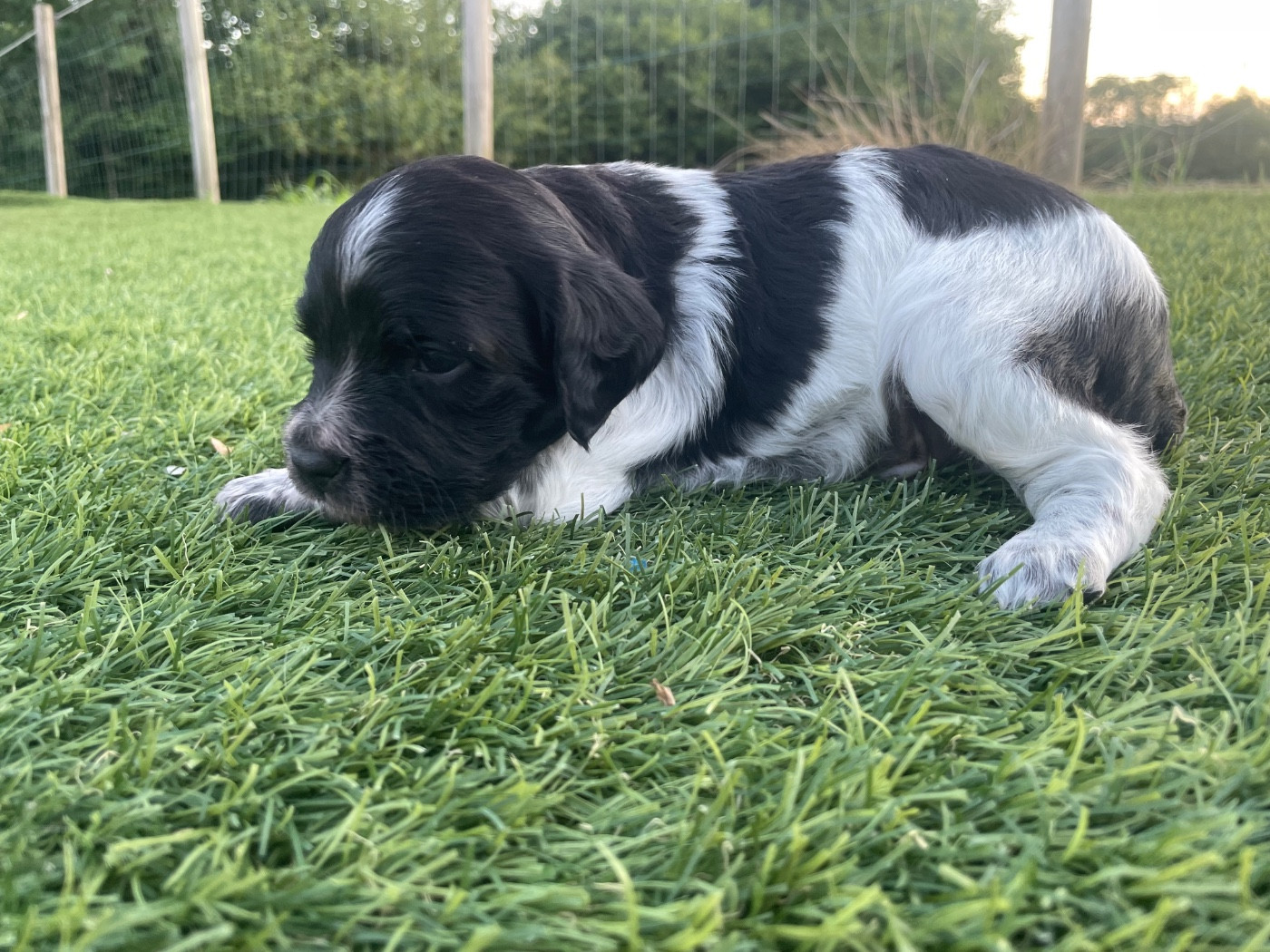 Des Trois Prés - Chiots disponibles - Epagneul Breton