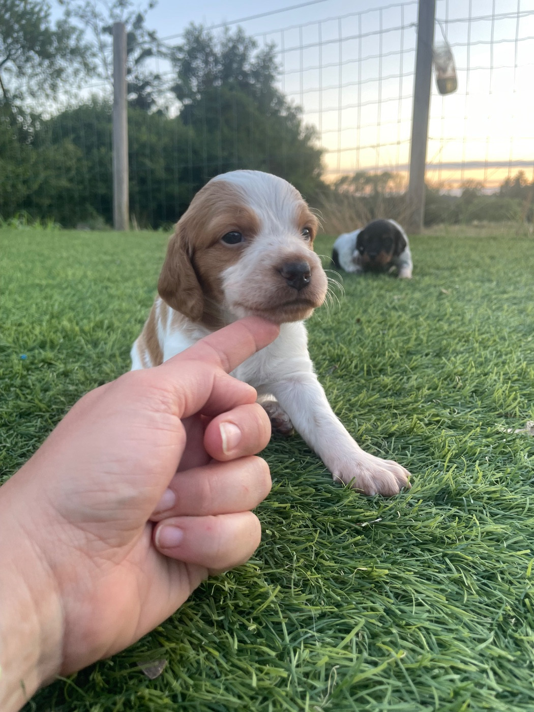 Des Trois Prés - Chiots disponibles - Epagneul Breton