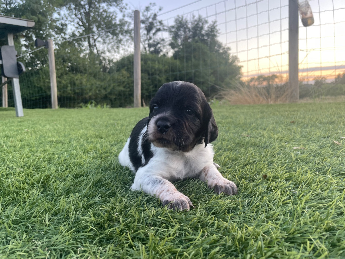 Des Trois Prés - Chiots disponibles - Epagneul Breton