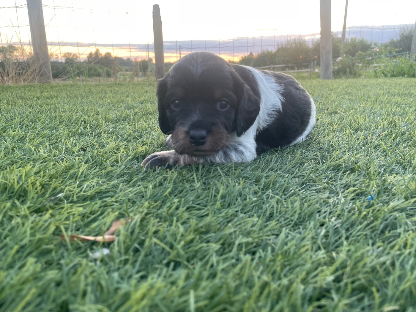 Des Trois Prés - Chiots disponibles - Epagneul Breton