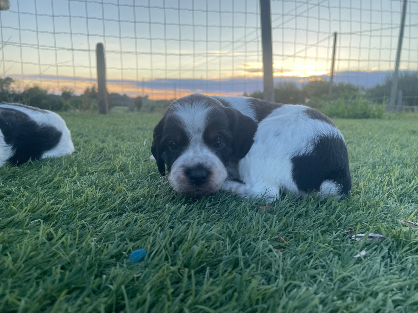 Des Trois Prés - Chiots disponibles - Epagneul Breton