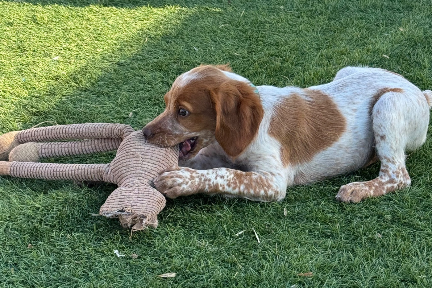 Des Trois Prés - Chiots disponibles - Epagneul Breton