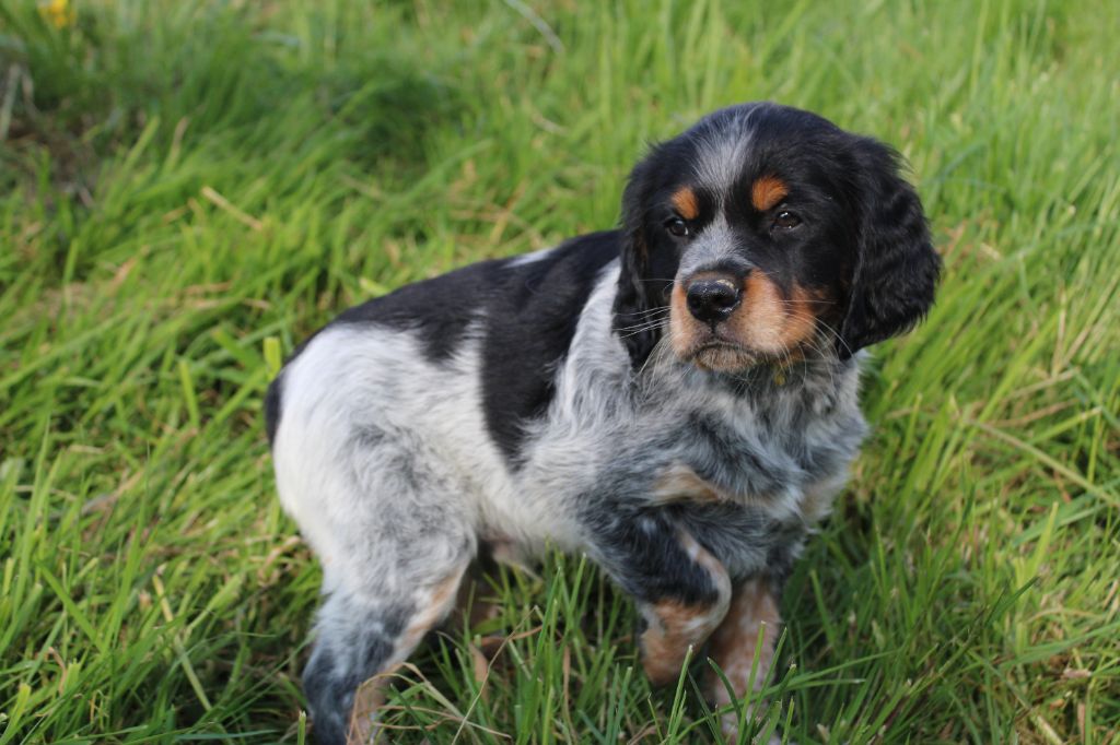 Des Trois Prés - Chiots disponibles - Epagneul Breton